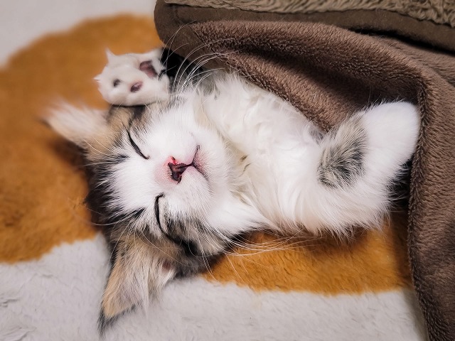 昼寝中の子猫